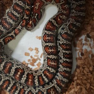 Mexican kingsnake - Lampropeltis mexicana mexicana