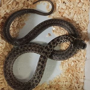 Aesculap snake - Zamenis longissima