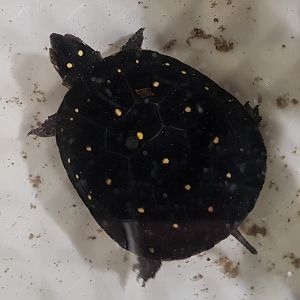Spotted turtle - Clemmys guttata