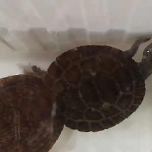 Pink-bellied billabong turtles - Elseya schultzei