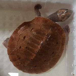 Southern New Guinea billabong turtle - Elseya rhodini