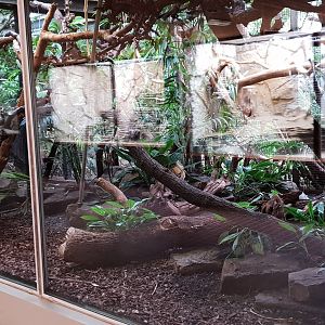 Small Mammal House - Tamarin - Mouse deer enclosure