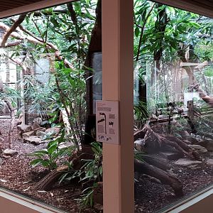 Small Mammal House - Cotton-top tamarin enclosure