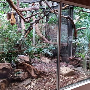 Small Mammal House - A second Cotton-top tamerin enclosure ( conected with the first enclosure )