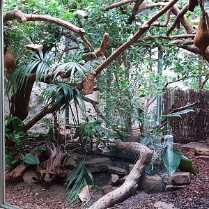 Small Mammal House - Pygmy marmoset - Two-toed sloth enclosure