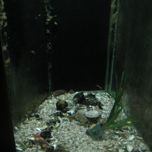 Økolariet - Invertebrate tank in the fjord exhibition