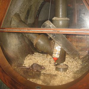 Økolariet - Rat exhibit in the sewerage exhibition