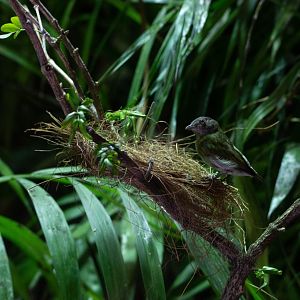White-crowned Manakin- (Dixiphia pipra)
