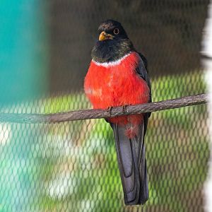 Black-tailed Trogon- (Trogon melanurus)