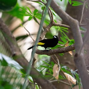 Lemon-rumped Tanager- (Ramphocelus icteronotus)