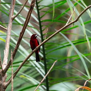 Crimson-backed Tanager- (Ramphocelus dimidiatus)