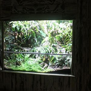 Asia House -Pitcher plant "enclosure"
