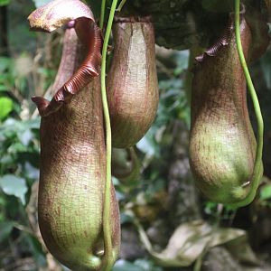 Pitcher plants