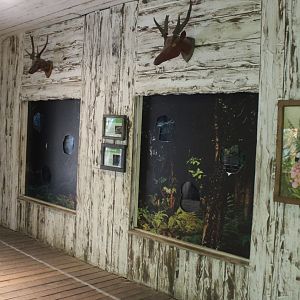 Asia House - Slender loris and Philippine mouse deer enclosure