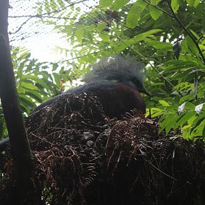 Red-breasted crowned pigeon at the nest