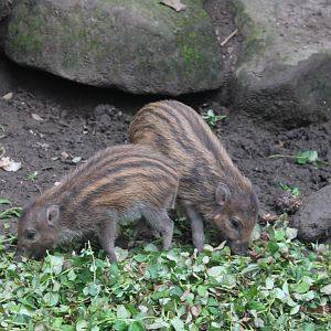 Visayan warty piglets