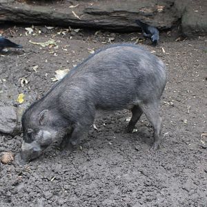 Visayan warty pig