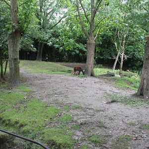Enclosure Visayan spotted deer