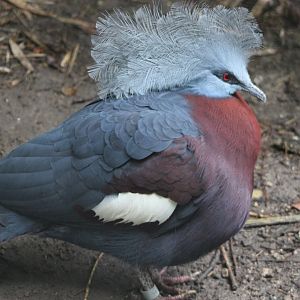 Red-breasted crowned pigeon