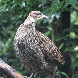 Female Himalayan monal