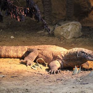 Komodo dragon