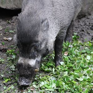 Visayan warty pig