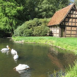American White Pelican Exhibit