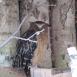 Buffy Fish Owl