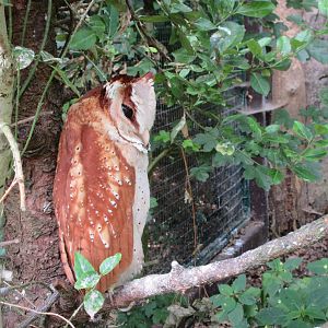 Oriental Bay Owl
