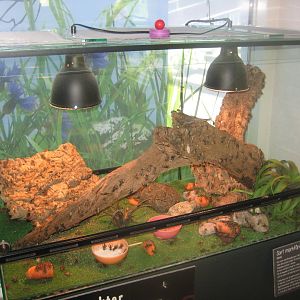 Økolariet - Cricket exhibit in the insect exhibition