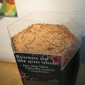 Økolariet - Mealworms in the insect exhibition