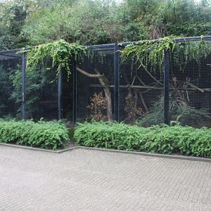 Small Mammal House - Margay and Meerkat enclosures