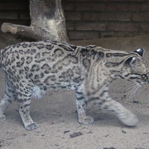 Yucatan margay