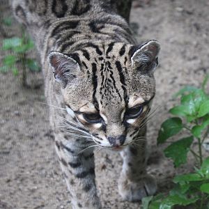 Yucatan margay