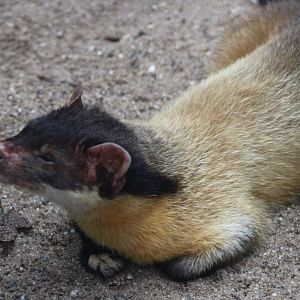 Yellow-throated marten