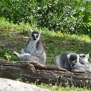 Ring-tailed lemurs