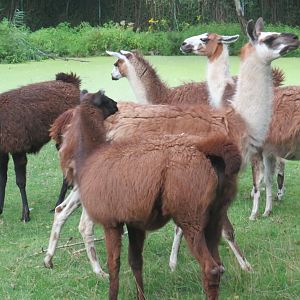 Llamas