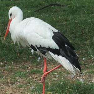 European white stork