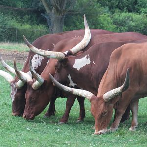 Watusi cattle