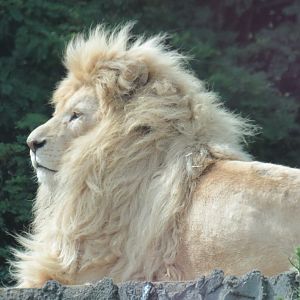 Male white lion