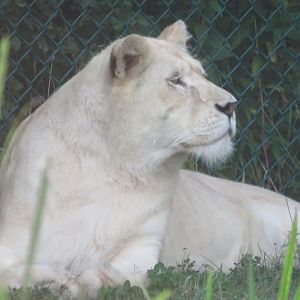 Female white lion