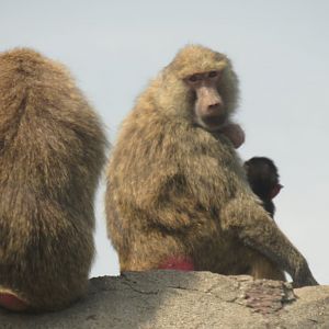 Olive baboons
