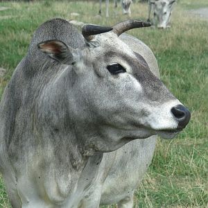 Miniature zebu