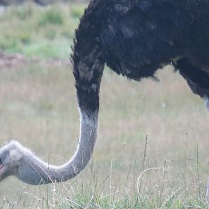 Male ostrich