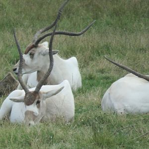 Addax