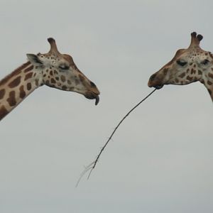Rothschild's giraffes