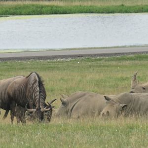 Wildebeest and white rhinos