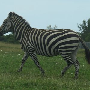 Grant's zebra