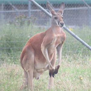 Red kangaroo