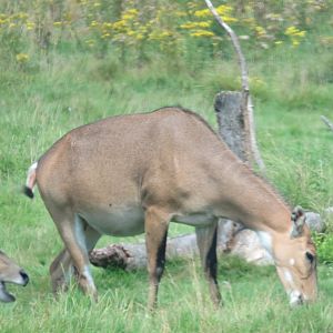 Female nilgai
